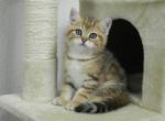 British Shorthair Donald 2 - British Shorthair Cat For Sale - Chicago, IL, US