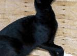 Ebony - Savannah Cat For Sale/Retired Breeding - Franklin, NC, US