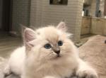 Nestor - Siberian Cat For Sale - Miami, FL, US