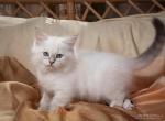 Altai - Siberian Cat For Sale - Miami, FL, US