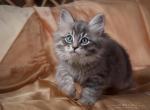 Anton - Siberian Cat For Sale - Miami, FL, US