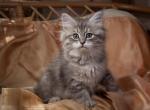 Alevtina - Siberian Cat For Sale - Miami, FL, US