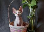 Queen of Love - Devon Rex Cat For Sale - Miami, FL, US