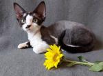 Rex - Devon Rex Cat For Sale - Miami, FL, US