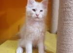 Boston - Maine Coon Cat For Sale - Hollywood, FL, US