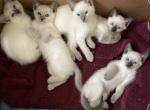 August Litter Seal & Blue Point - Siamese Cat For Sale - Thousand Oaks, CA, US