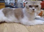 Neo Odd Eyed Scottish Fold - Scottish Fold Cat For Sale - Dallas, TX, US