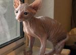 Wreck It Ralph - Sphynx Cat For Sale - Scottsdale, AZ, US