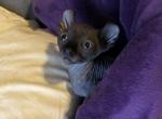 King Candy SOLD - Sphynx Cat For Sale - Scottsdale, AZ, US