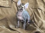 Vanellope von Schweetz SOLD - Sphynx Cat For Sale - Scottsdale, AZ, US