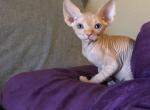 Fix It Felix SOLD - Sphynx Cat For Sale - Scottsdale, AZ, US