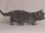 Masago - Munchkin Cat For Sale - Pembroke Pines, FL, US