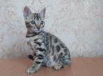 Simona - Bengal Cat For Sale - Miami, FL, US