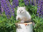 Thais - Siberian Cat For Sale - Miami, FL, US