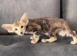 Damla - Oriental Cat For Sale - Miami, FL, US