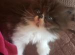 Kali's  kitten - Persian Cat For Sale - Greenville, OH, US