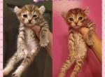 Kitty - Highlander Cat For Sale - Monroe, MI, US