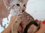 Karlar - Oriental Cat For Sale - Miami, FL, US