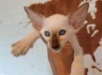 Kevin - Oriental Cat For Sale - Miami, FL, US