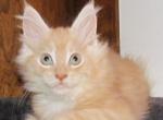 Buff - Maine Coon Cat For Sale - Santa Maria, CA, US