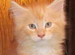 Blink - Maine Coon Cat For Sale - Santa Maria, CA, US