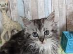 Tucker - Minuet Cat For Sale - Joplin, MO, US