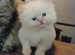 CFA Registered Flame Point Himalayan Kitten - Himalayan Cat For Sale - Perry, FL, US