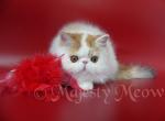 Lesya - Persian Cat For Sale - Yucca Valley, CA, US