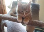 Liter B - Maine Coon Cat For Sale - OH, US