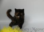 Dalida - Exotic Cat For Sale - Yucca Valley, CA, US