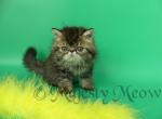 Brooney - Persian Cat For Sale - Yucca Valley, CA, US