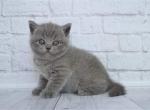 Happiness - British Shorthair Cat For Sale - Miami, FL, US