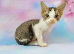 Saymon - Devon Rex Cat For Sale - Norwalk, CT, US