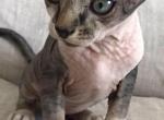 Armani - Sphynx Cat For Sale - Norwalk, CT, US