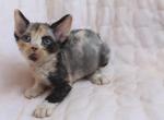 Businka - Devon Rex Cat For Sale - Norwalk, CT, US