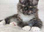 Izzy - Maine Coon Cat For Sale - Hollywood, FL, US