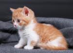 Pipina - Munchkin Cat For Sale - Norwalk, CT, US