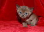 Edmonton - European Burmese Cat For Sale - ID, US