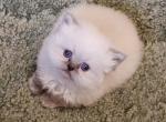 Adorable Blue Point Himalayan Kitten - Himalayan Cat For Sale - Perry, FL, US