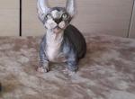 Armani  Dwelf - Sphynx Cat For Sale - Pembroke Pines, FL, US