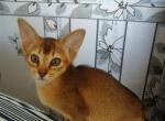 Alicia - Abyssinian Cat For Sale - Norwalk, CT, US