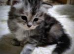 Siberian female - Siberian Cat For Sale - New York, NY, US