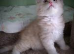 Siberian  kitten  female - Siberian Cat For Sale - New York, NY, US