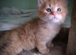 Siberian  one Red male - Siberian Cat For Sale - New York, NY, US