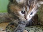 Siberian calico female - Siberian Cat For Sale - New York, NY, US