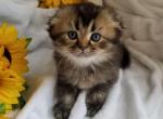 Scottish Fold  Kittie - Scottish Fold Cat For Sale - Brooklyn, NY, US