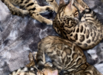 Bengal Kittens Clouded Print Large rosettes - Bengal Kitten For Sale - 