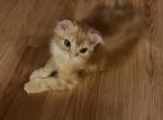 Jak - Scottish Fold Cat For Sale - Philadelphia, PA, US