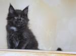 Kevin - Maine Coon Cat For Sale - Hollywood, FL, US