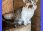 Adult Savannahkin Breeder - Munchkin Cat For Sale/Retired Breeding - FL, US